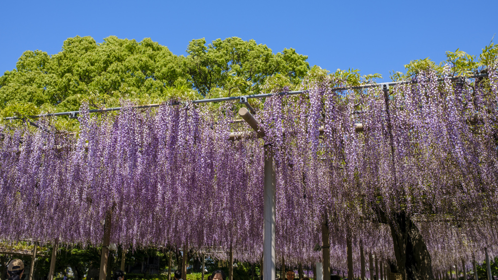 曼荼羅寺公園