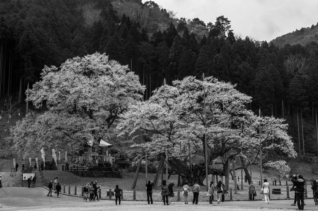 根尾谷　淡墨桜