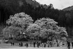 根尾谷　淡墨桜