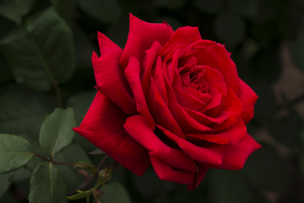 薔薇