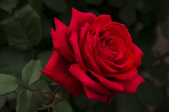 薔薇