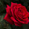薔薇