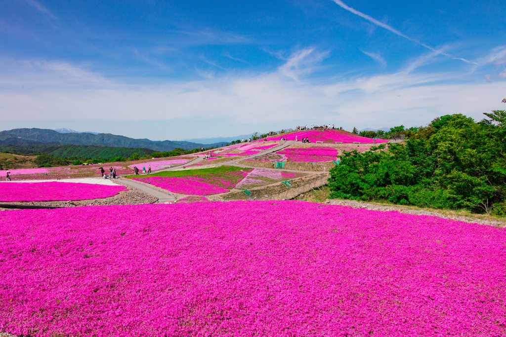 茶臼山高原　芝桜