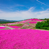 茶臼山高原　芝桜