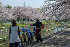 さくら遊歩道