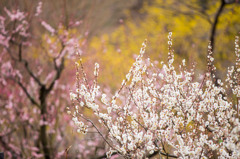 春の花５