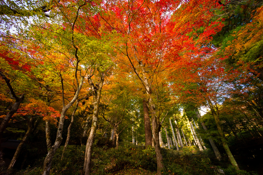 Autumn leaves