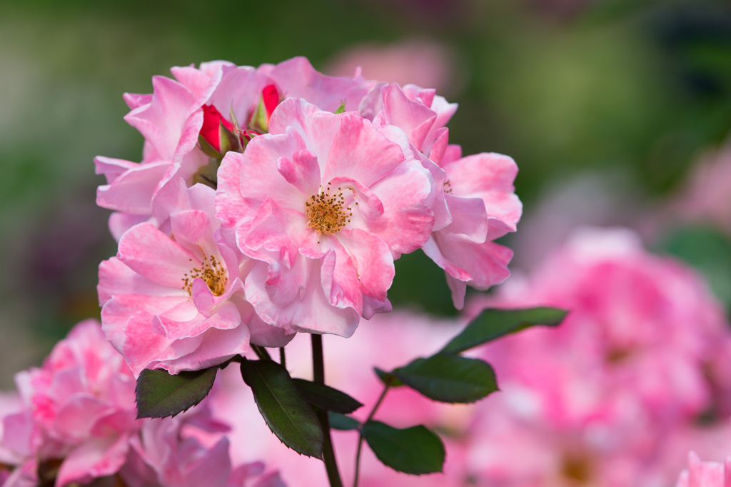 花束を君にって、君って誰だろ