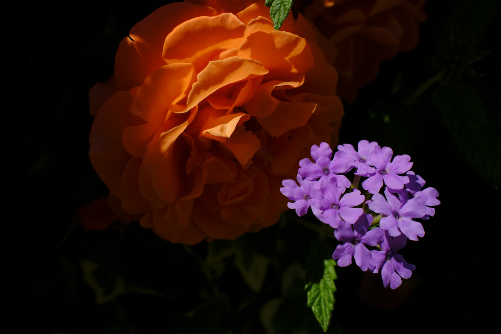 薔薇と姫美女桜