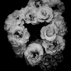 薔薇