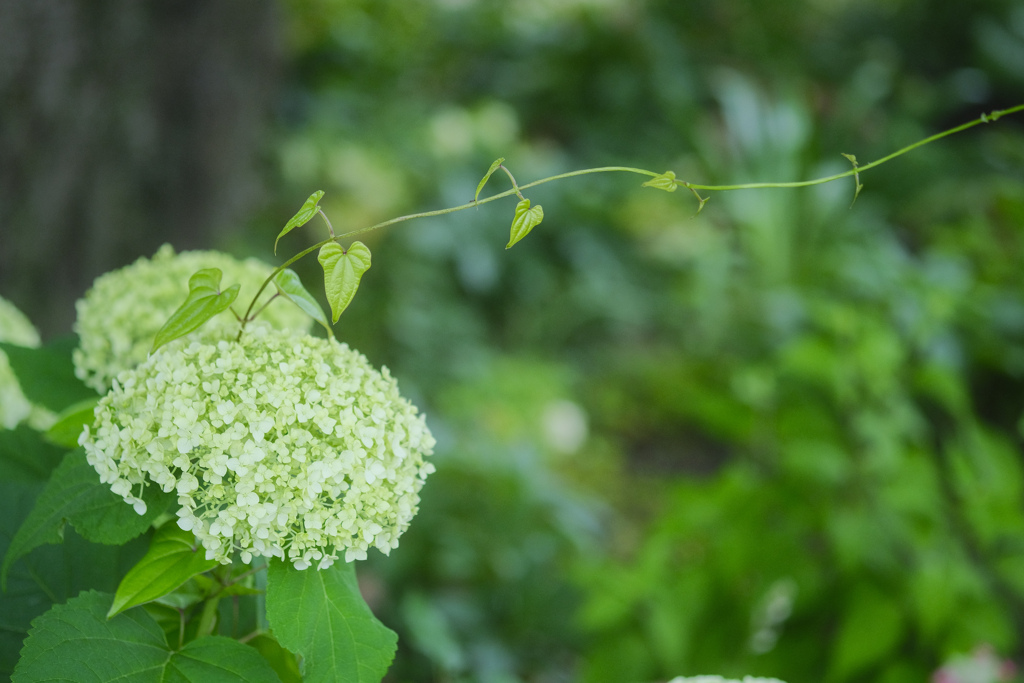 紫陽花