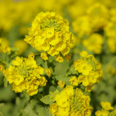 菜の花
