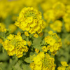 菜の花