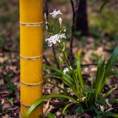 竹林に咲くシャガ