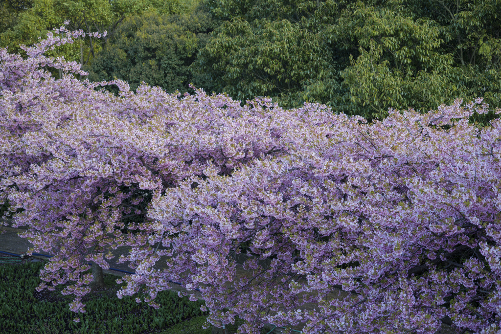 河津桜