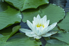 睡蓮