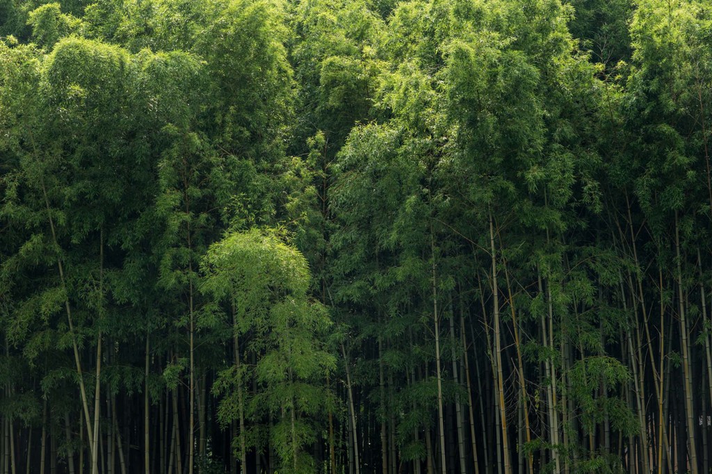 竹林２