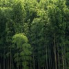 竹林２