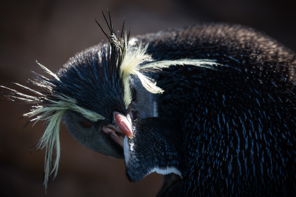 ペンギン