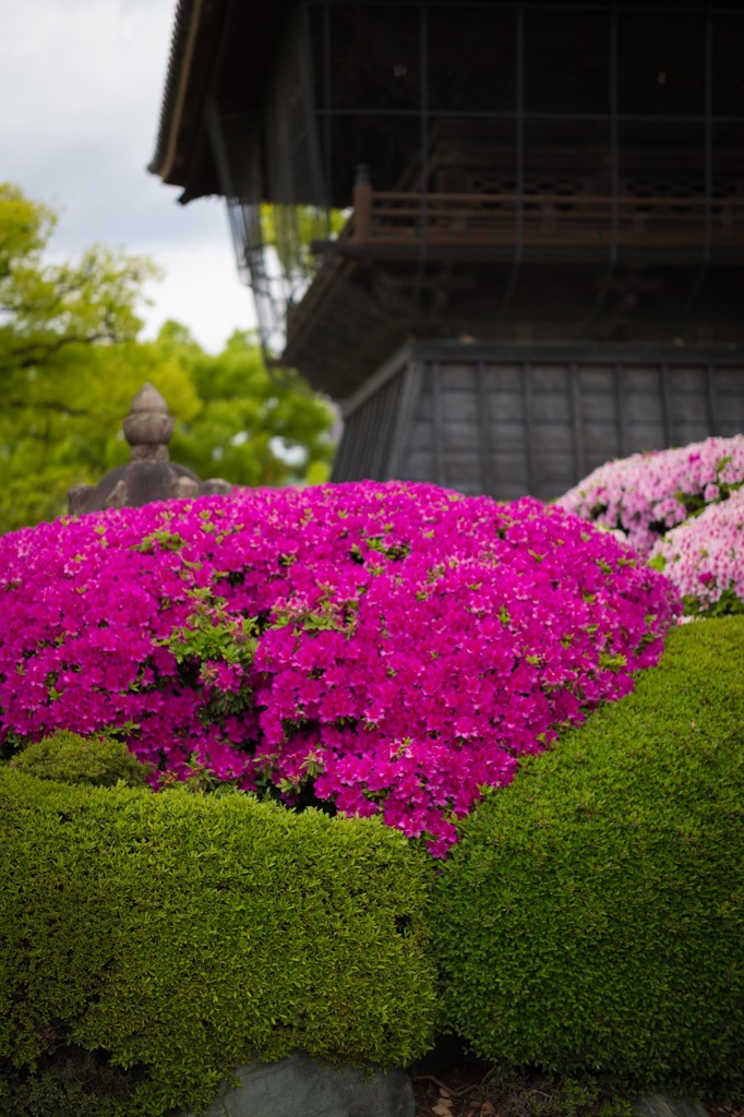 建中寺　ツツジ　５