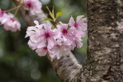 桜
