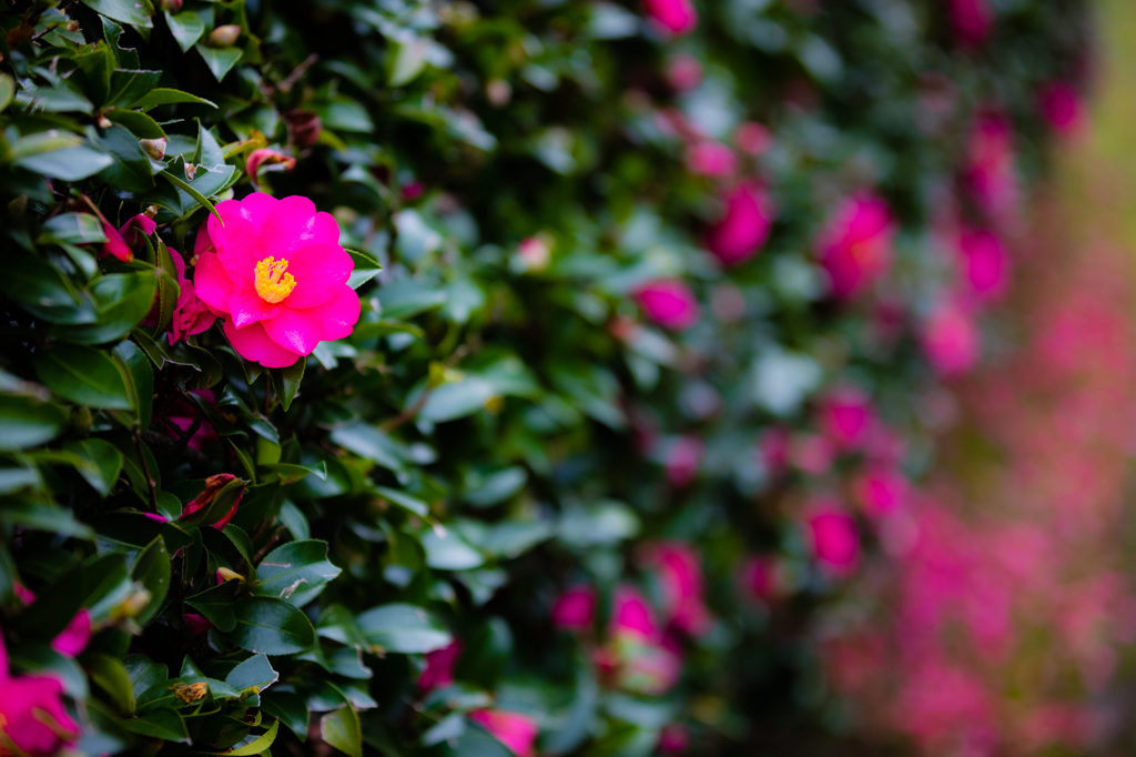 山茶花の垣根