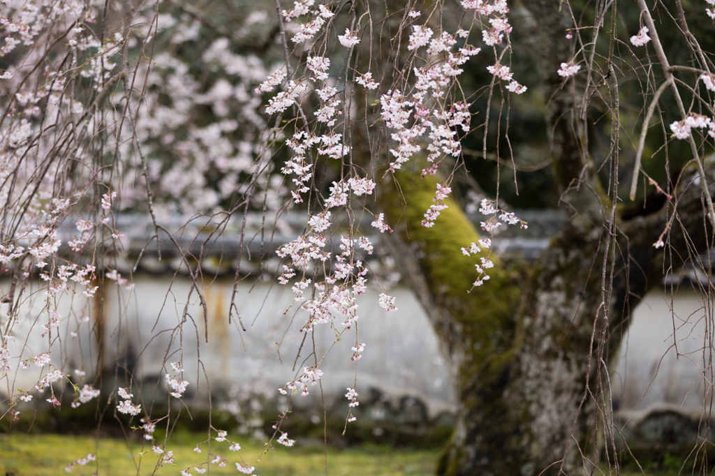 高月院　枝垂桜２