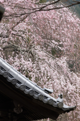 高月院　枝垂桜１