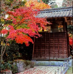 龍護寺　紅葉４