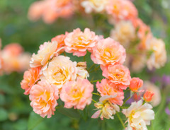 プライベートバラ園２