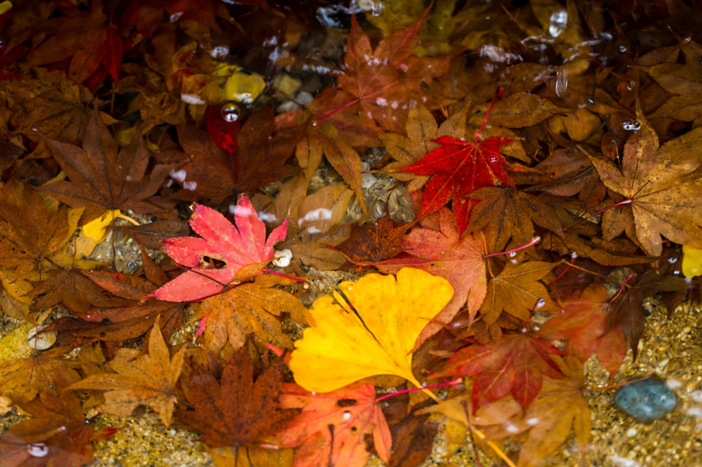 水中紅葉