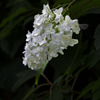 紫陽花