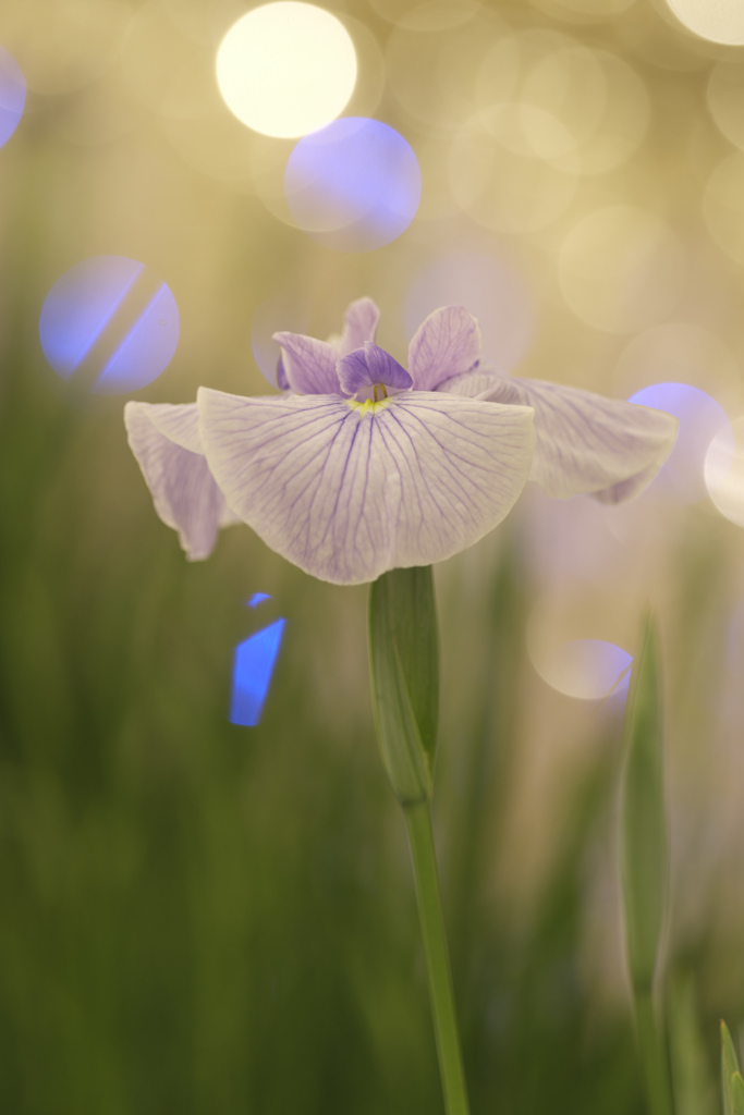 姿勢のいい花菖蒲