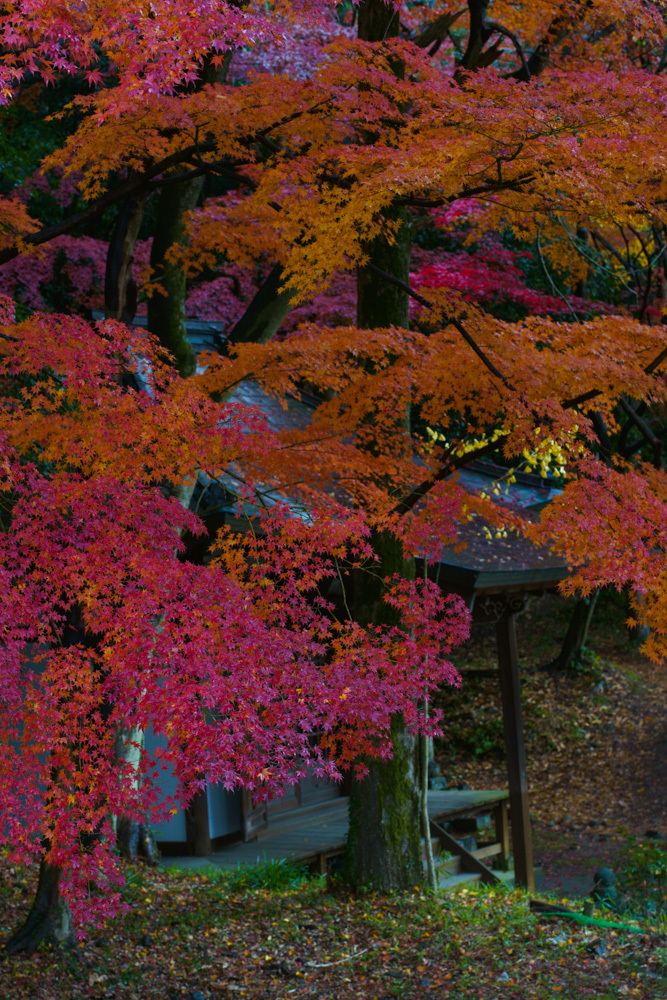 紅壁