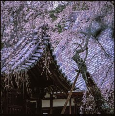 桜　高月院のしだれ桜