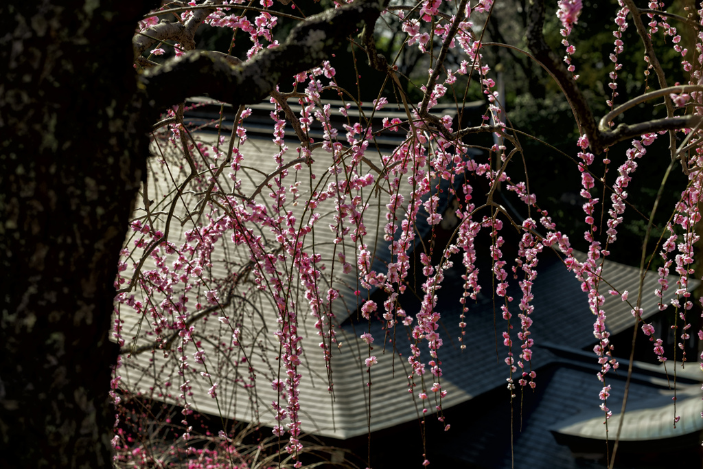 大縣神社