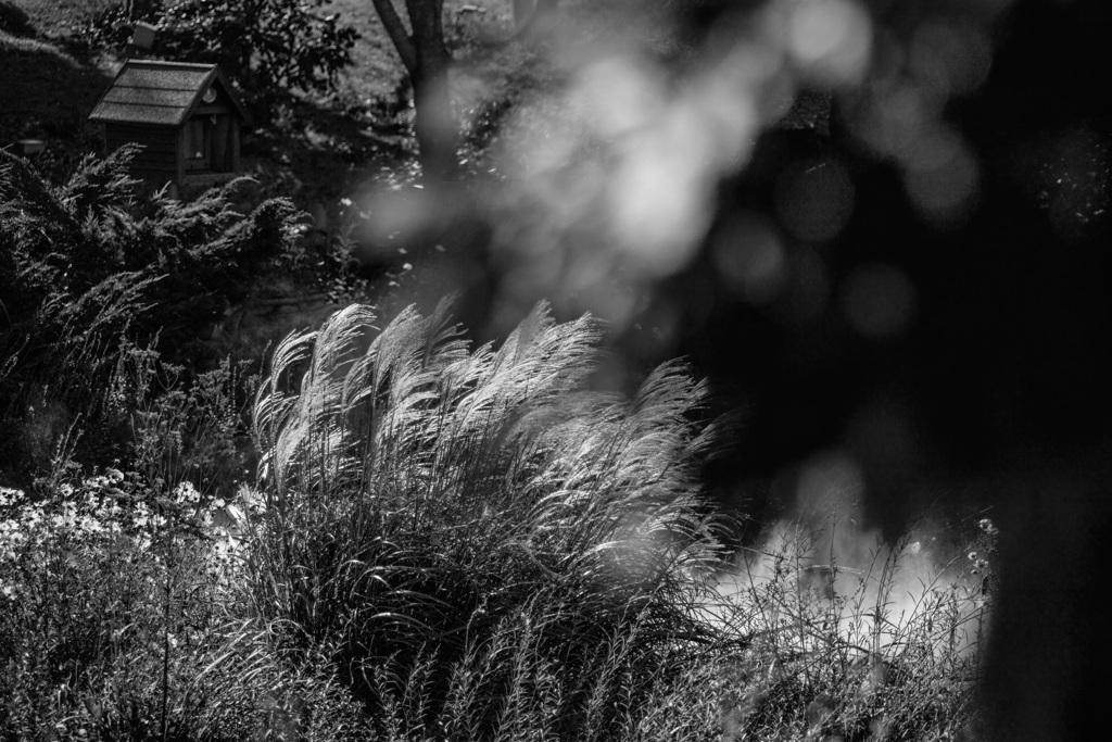 Miscanthus