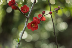 木瓜
