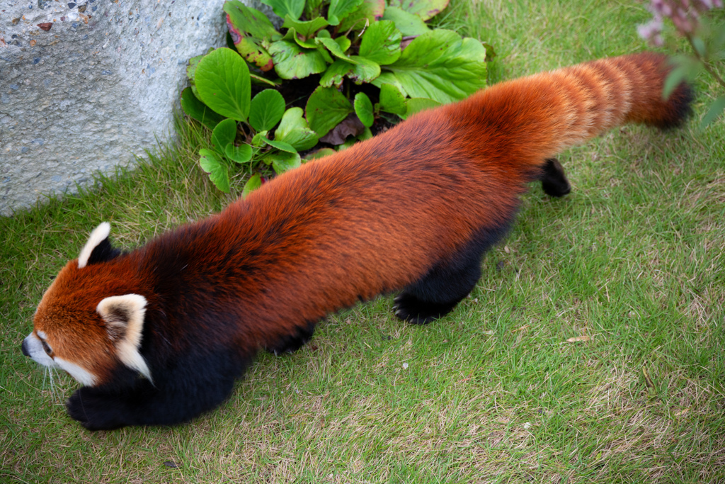 レッサーパンダ