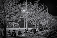 夜桜見物
