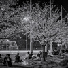 夜桜見物