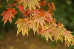 紅葉