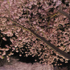 河津桜
