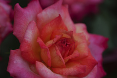 ぎふワールド・ローズガーデン