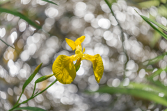 花しょうぶ