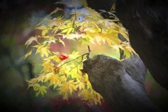 定光寺紅葉絵画調