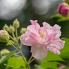 酔芙蓉
