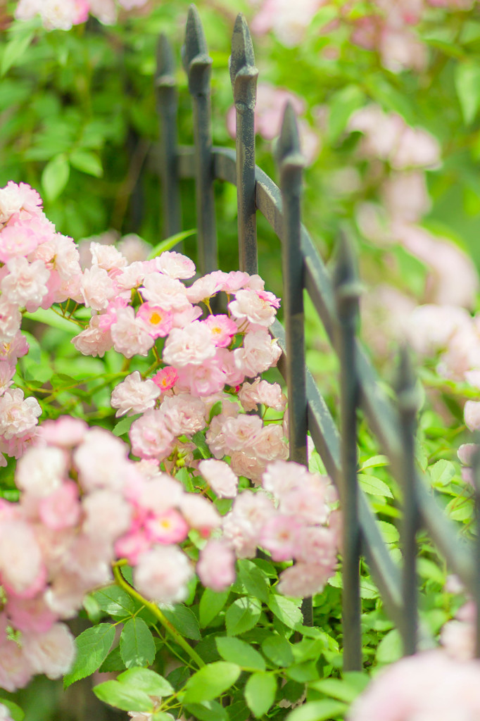 プライベートバラ園３