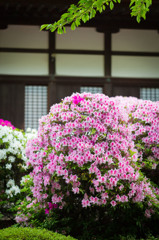 建中寺　ツツジ　６
