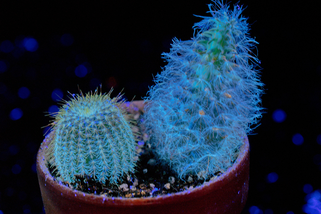 Cactus on Ultraviolet Photography